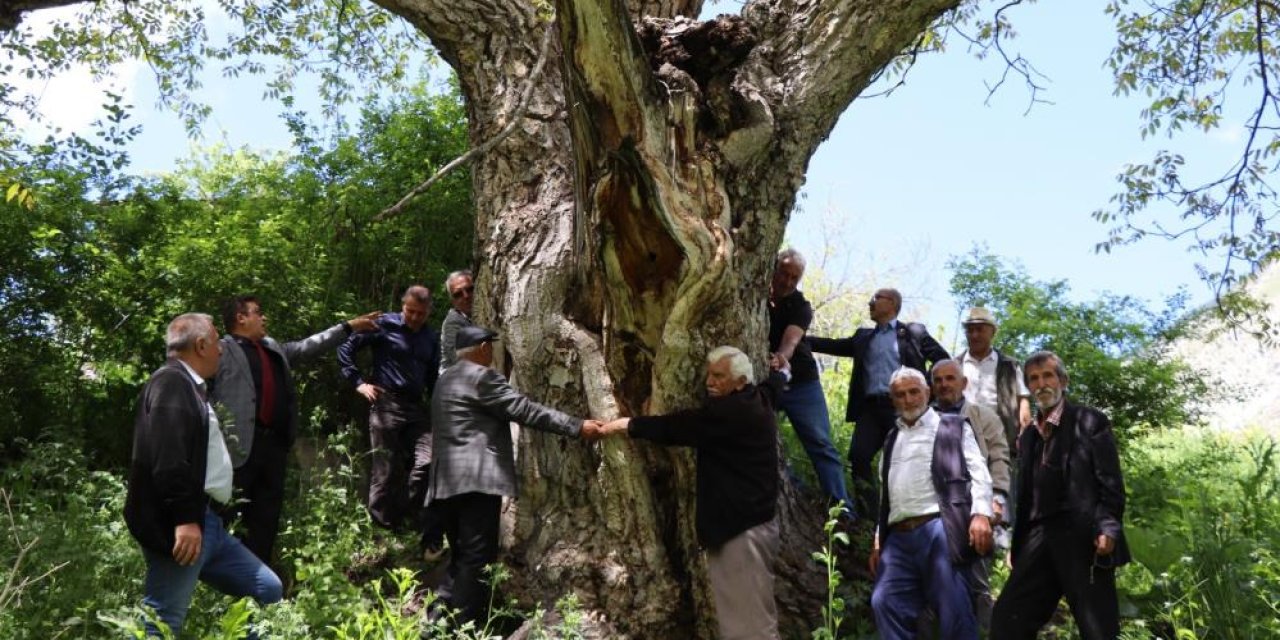 Erzurum'da en az 300 yıllık ceviz ağacı dimdik ayakta