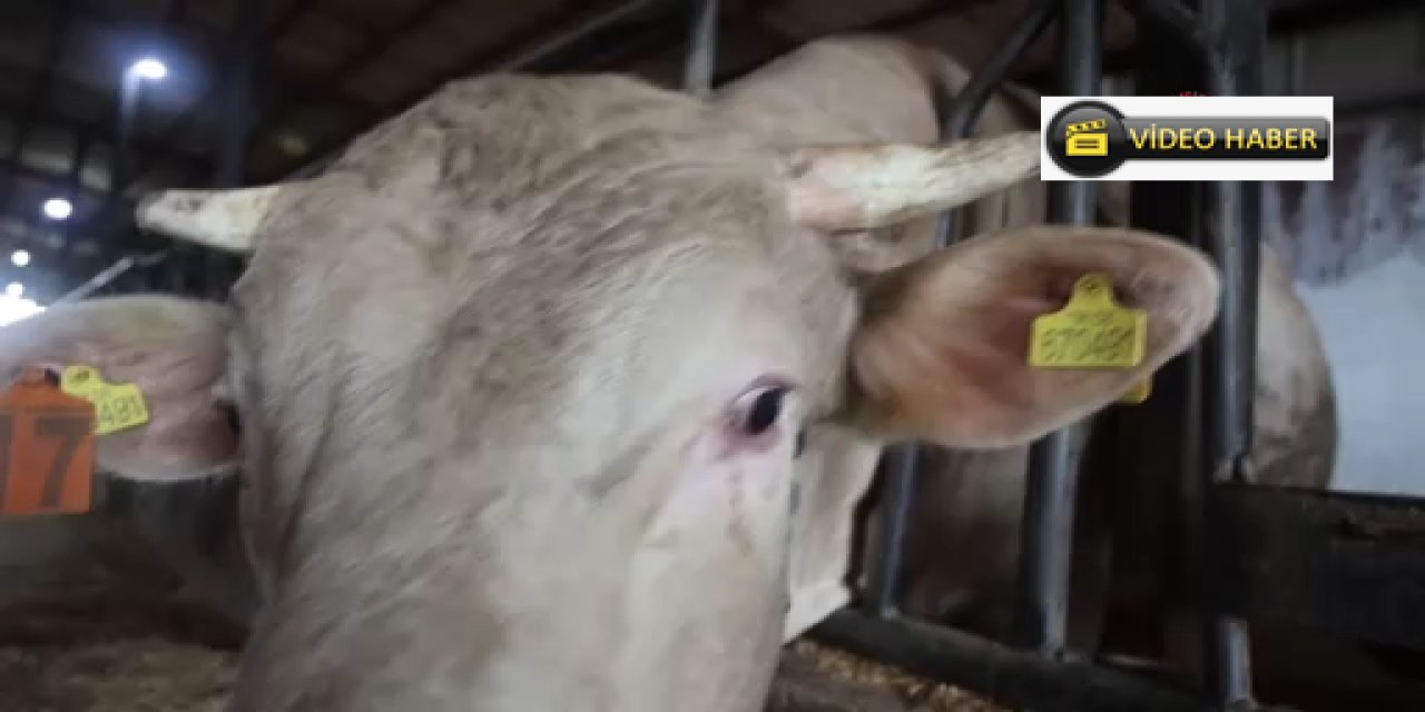 Kurbanlık seçerken dikkatli olun uyarısı