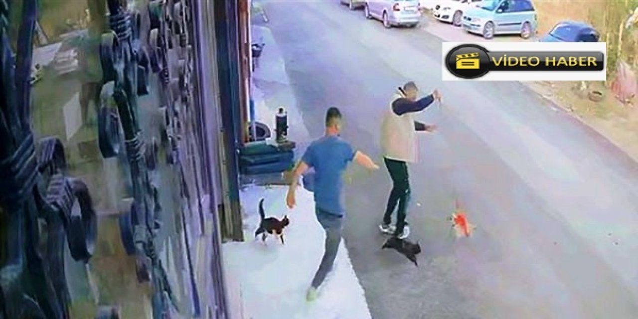 Çılgın kedilerin saldırısı güvenlik kamerasında