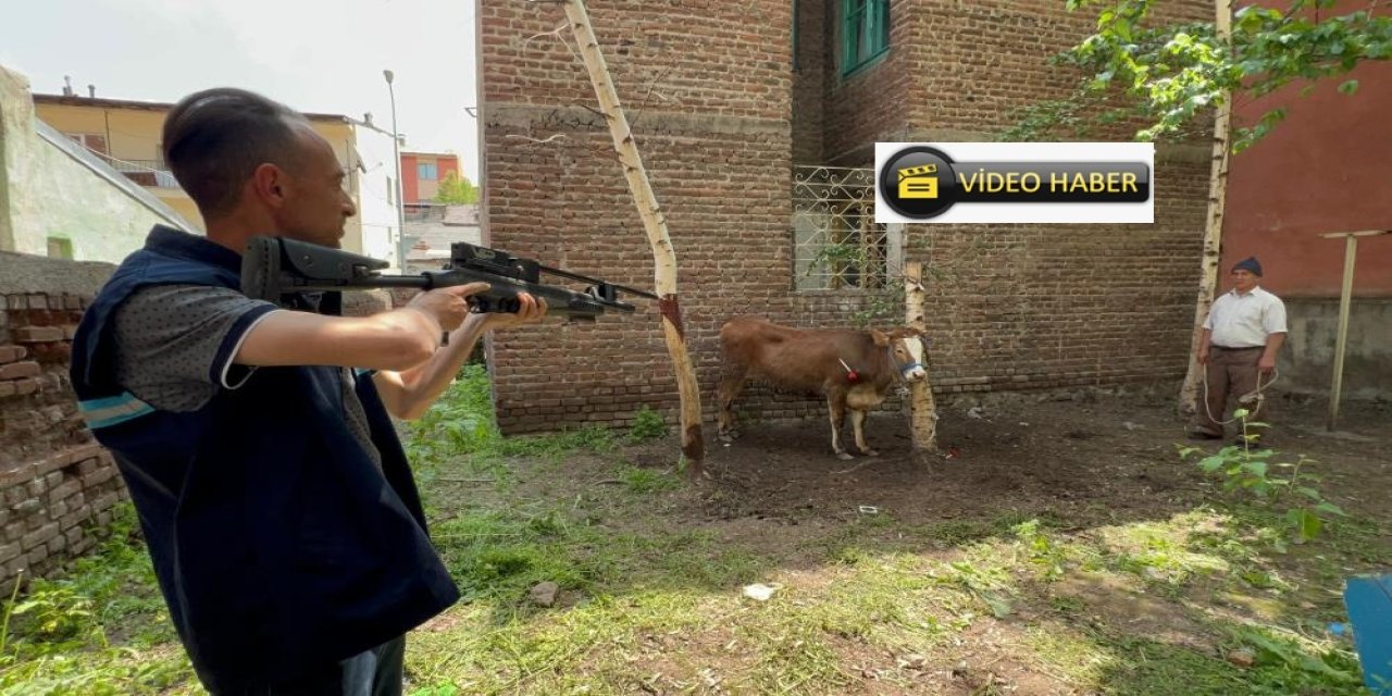 Kaçan düve, kurban timi tarafından yakalandı
