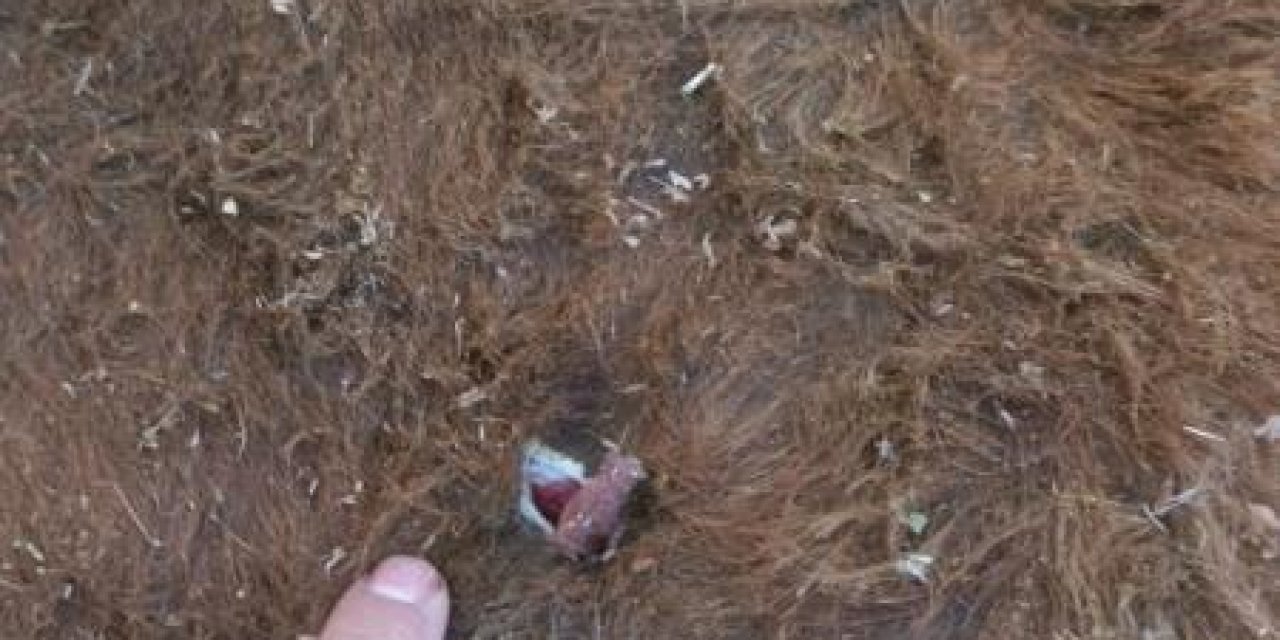 Yayla kavgası: 1 yaralı