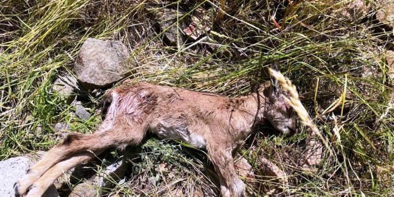 Çoruh Vadisi’nde yaban keçileri tehlike altında