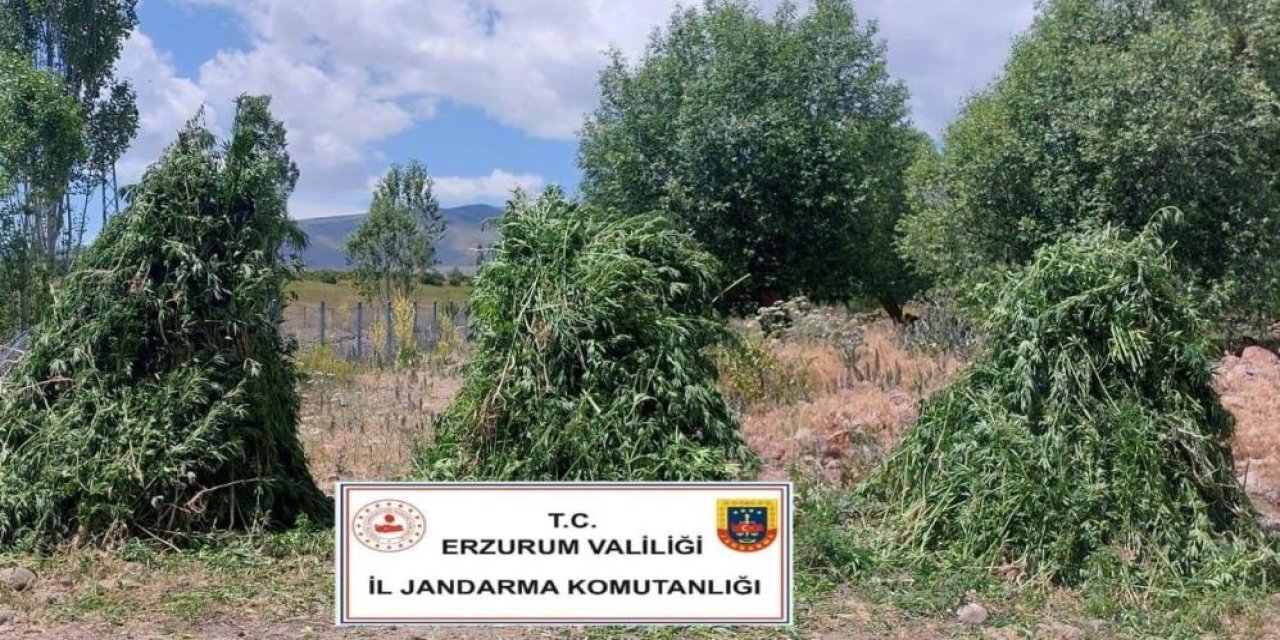 Jandarma’dan kenevir operasyonu