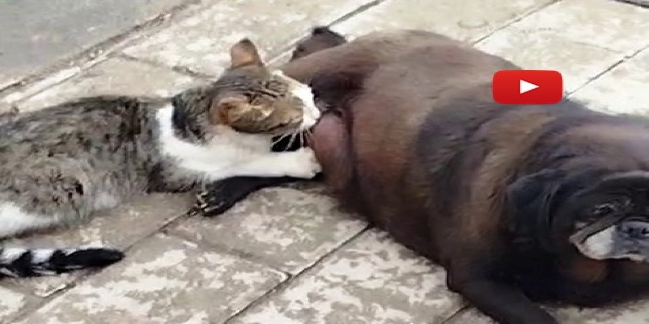 Görenler inanamadı, köpek kediyi sokak ortasında emzirdi