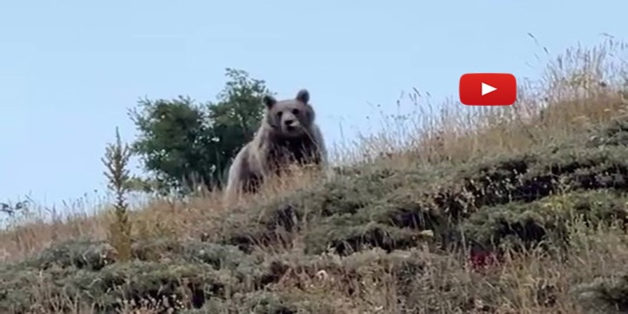Ayıyı bağırarak kaçırttı