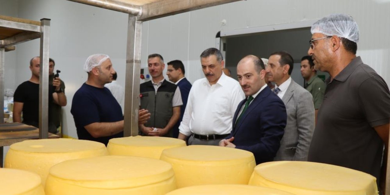 Erzurum’da kaşar üretimi yaygınlaşıyor