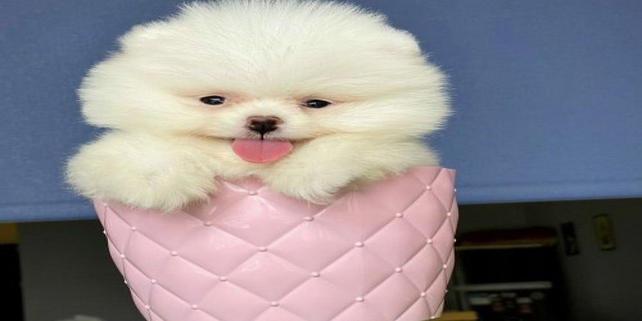 Pomeranian: Cep Telefonu Boyutunda Dev Kalp