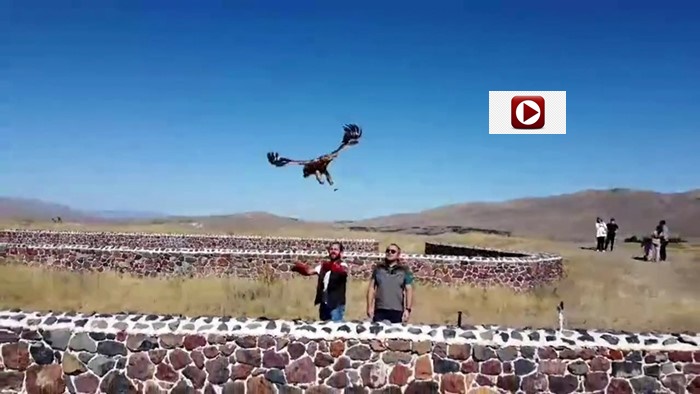 Kızıl Şahin doğal yaşamına bırakıldı