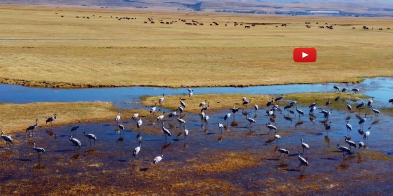Göç eden turnalar Erzurum'da objektiflere yansıdı