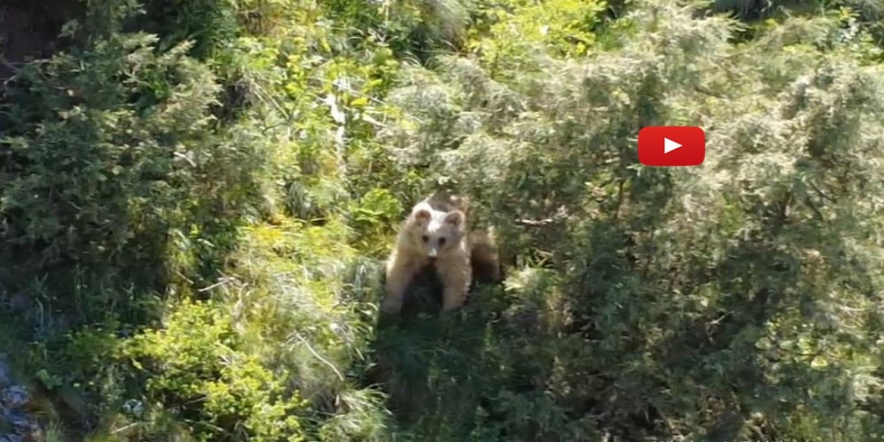 Boz ayı dron kamerasına yakalandı