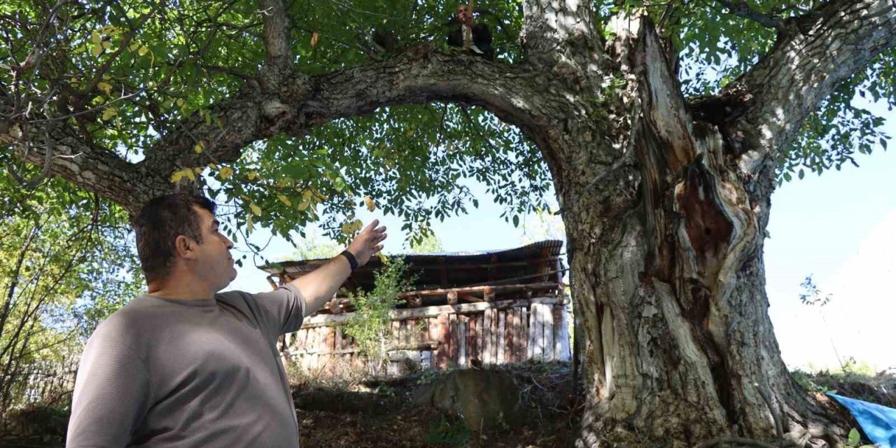 620 yıllık ceviz ağacında hasat