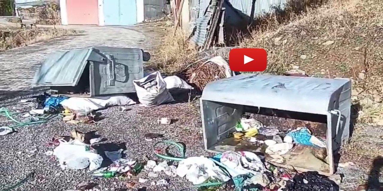 Boz ayılar Yedigölleri savaş alanına çevirdi