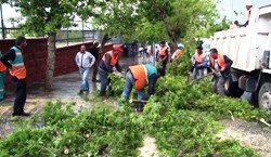 Erzurum'da Fırtına Ağaçları Devirdi!...