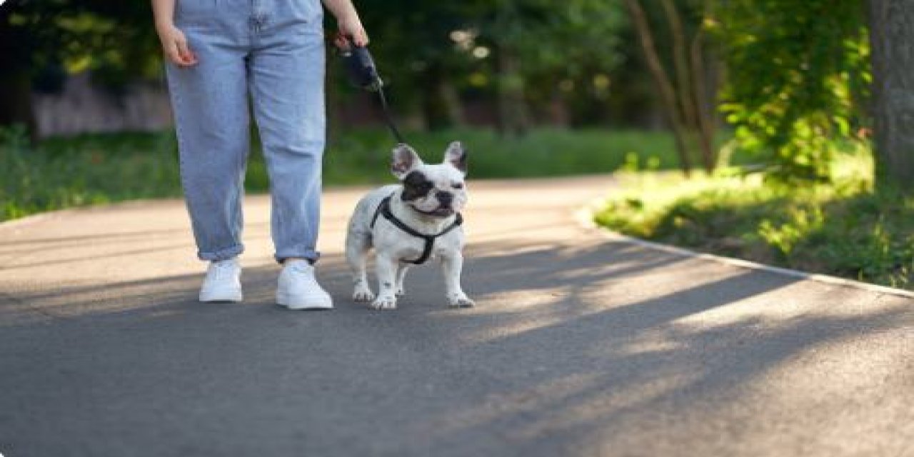 Köpek Gezdirme