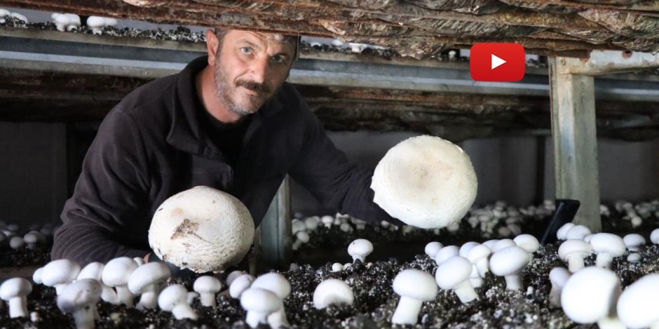 Yılın son mantar hasadı başladı