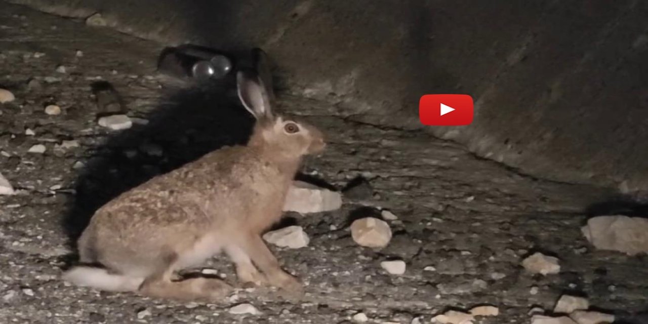 Otoyolda yabani tavşan görüntülendi