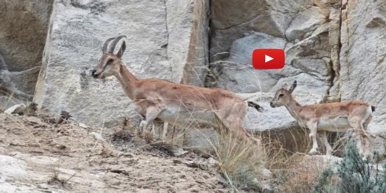 Uzundere'de dağ keçileri görüntülendi