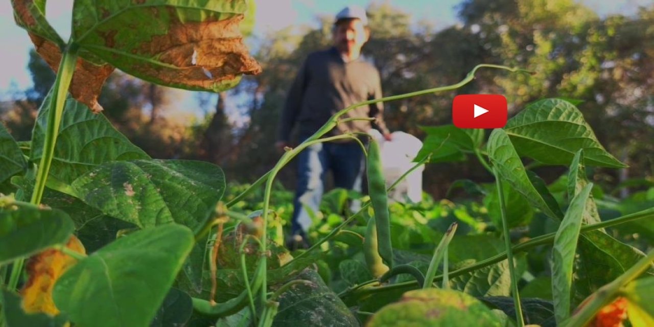 İspir Fasulyesi dünyayı fethediyor