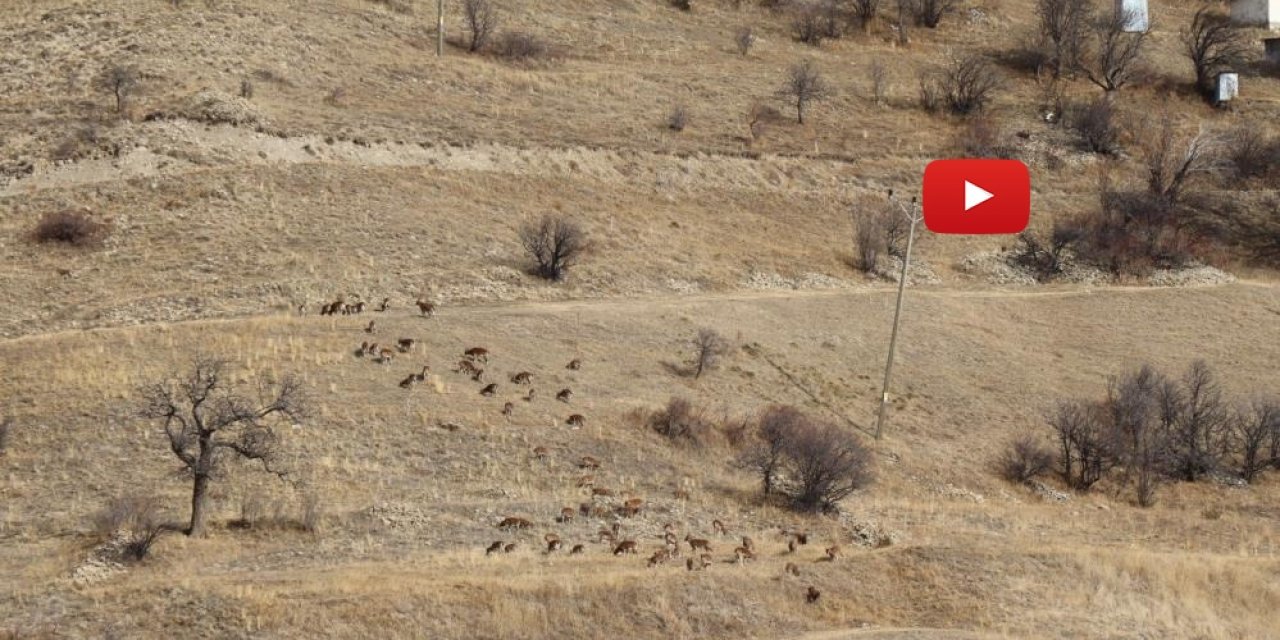 Yaban keçileri tek tek sayılıyor