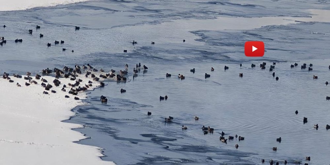 Sibirya soğukları yaban hayatını vurdu