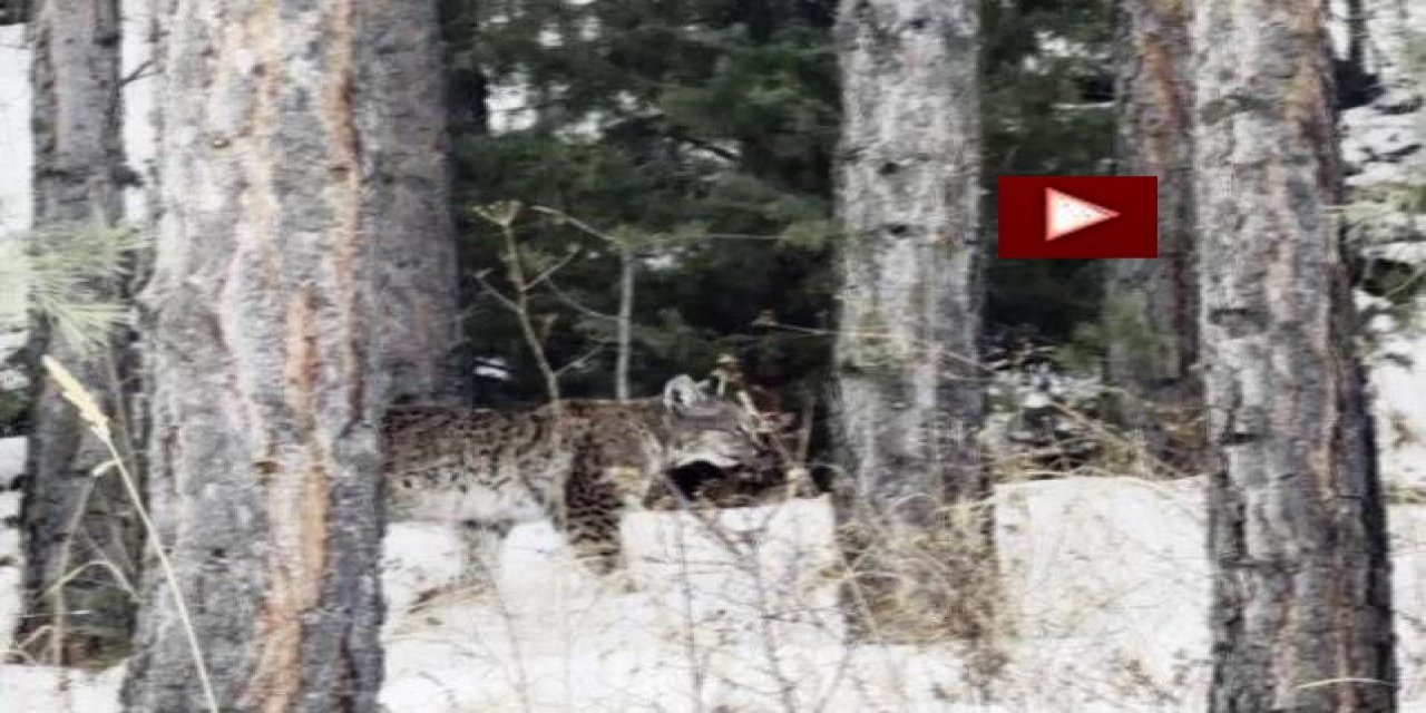 Erzurum'da nesli tehdit altındaki vaşak görüntülendi