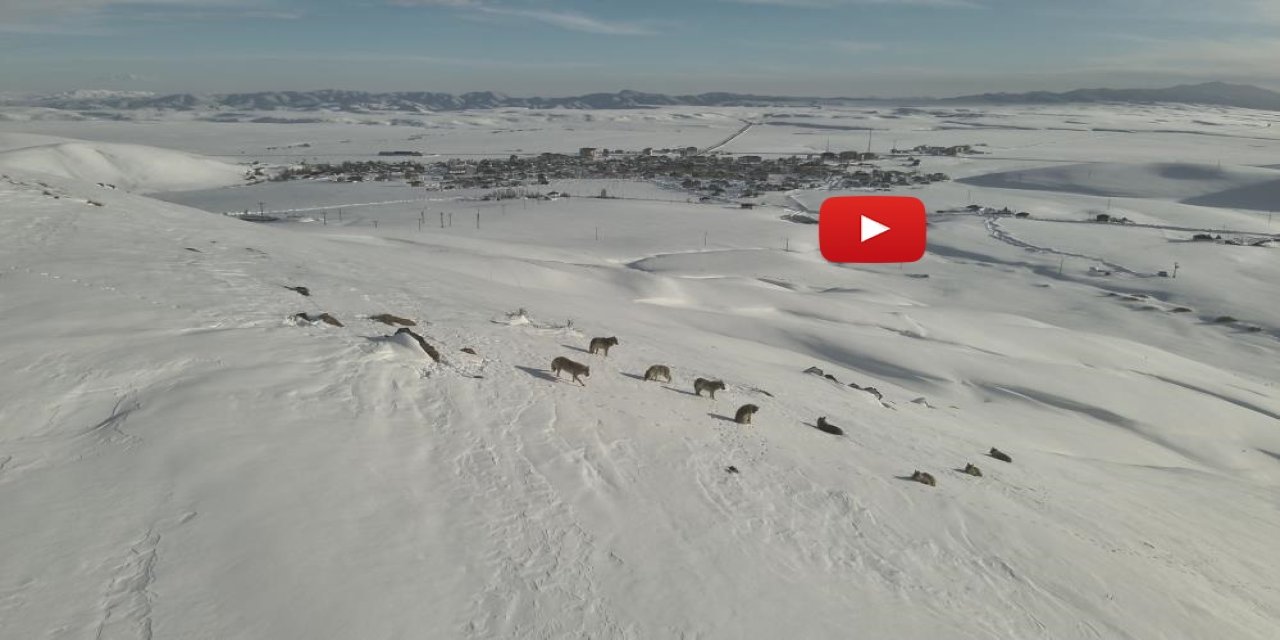 Karayazı'da kurt sürüsü gündüz vakti görüntülendi