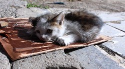 Erzurum'da Fare Tuzağına Kedi Yavrusu Düştü