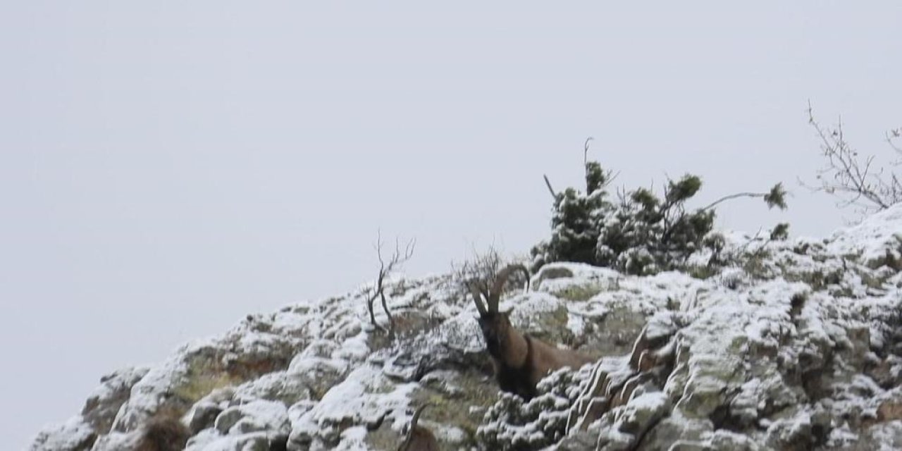 Av yasağı başladı