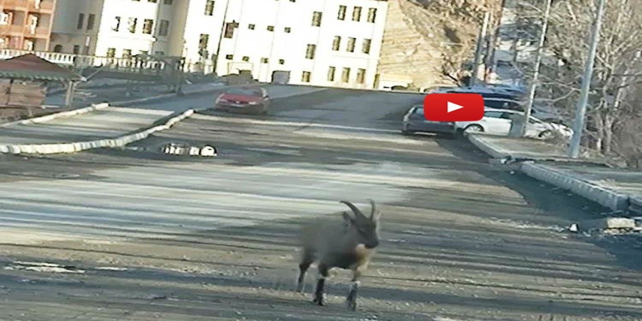 Vatandaşları hayrete düşürdü