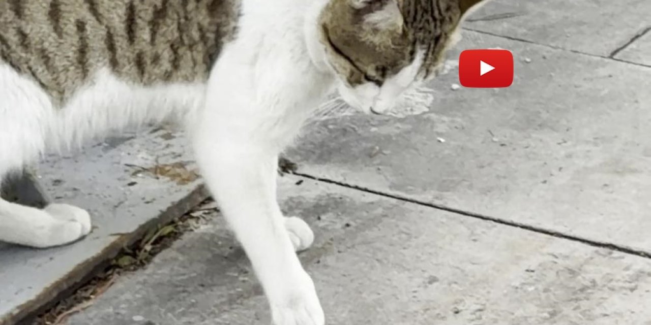 Fareden oscarlık performans: Kediden kurtuluşu ölü taklidinde aradı