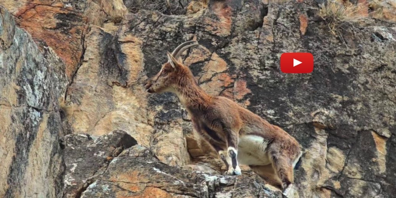 Dağ keçileri otoyol kenarına indi