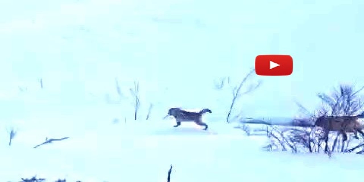 Sürüye saldıran kurt kangal köpeği tarafından engellendi