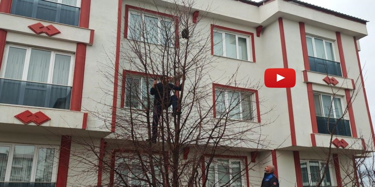 Zabıtadan kurtarma operasyonu