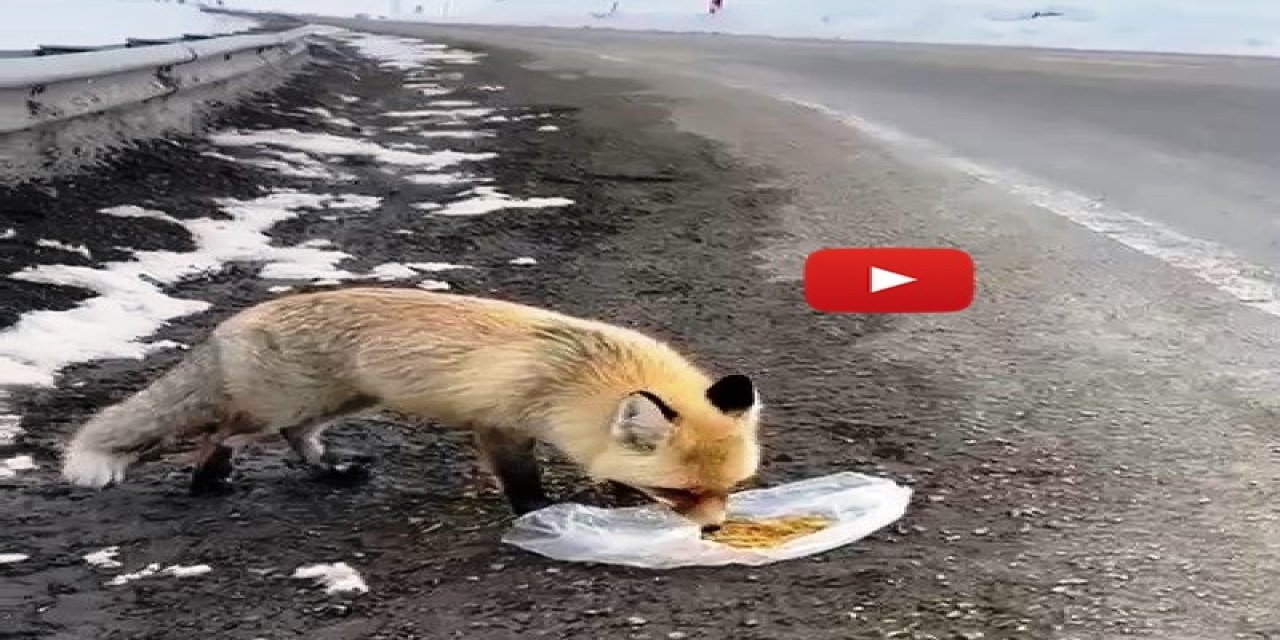 Gezen tilki nasibini buldu