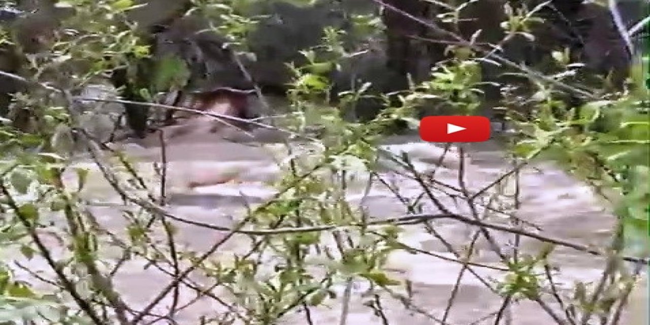 Suya kapılan büyükbaş hayvan telef oldu