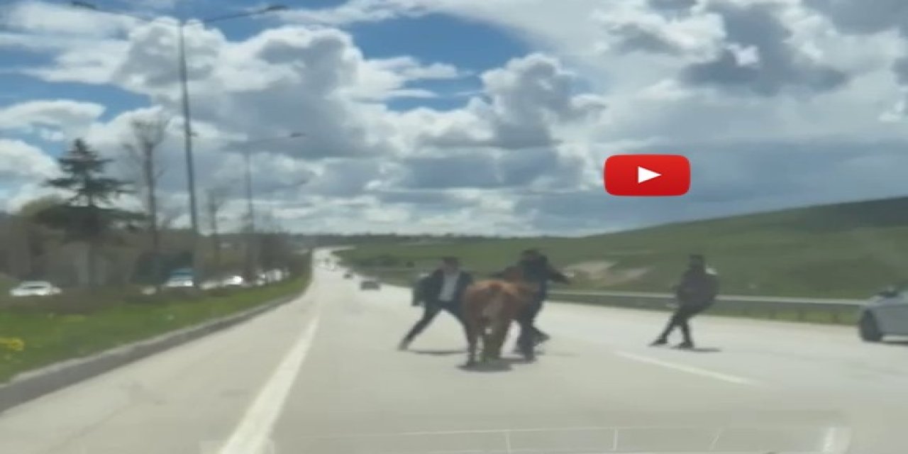 Erzurum'da bir kurban klasiği: Kaçan kurbanlıklar trafiği birbirine kattı