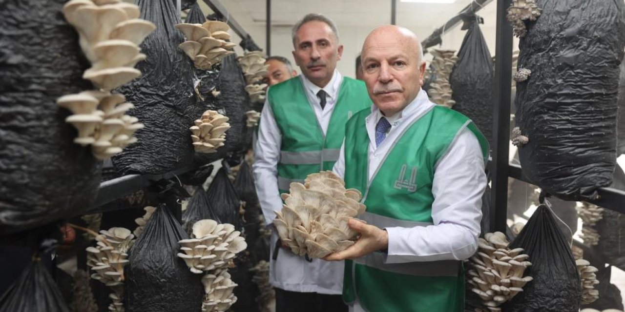 İstiridye mantarı üretimine öncülük yaptı