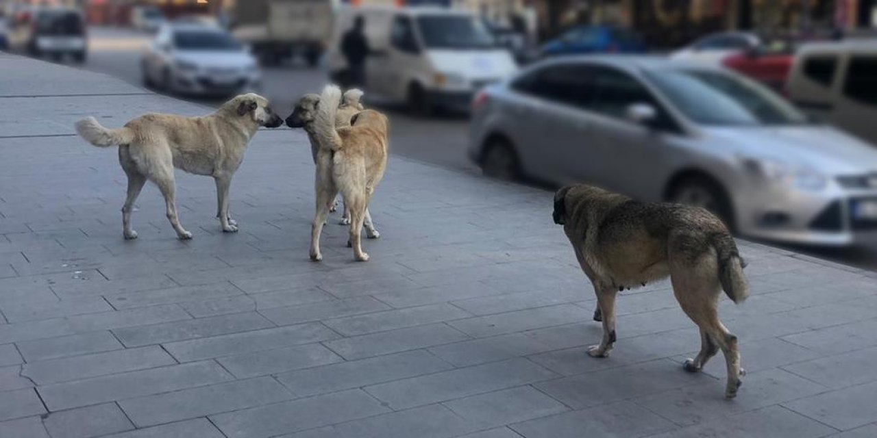 Sahipsiz köpeklerin tamamı yıl sonuna kadar barınaklara alınacak