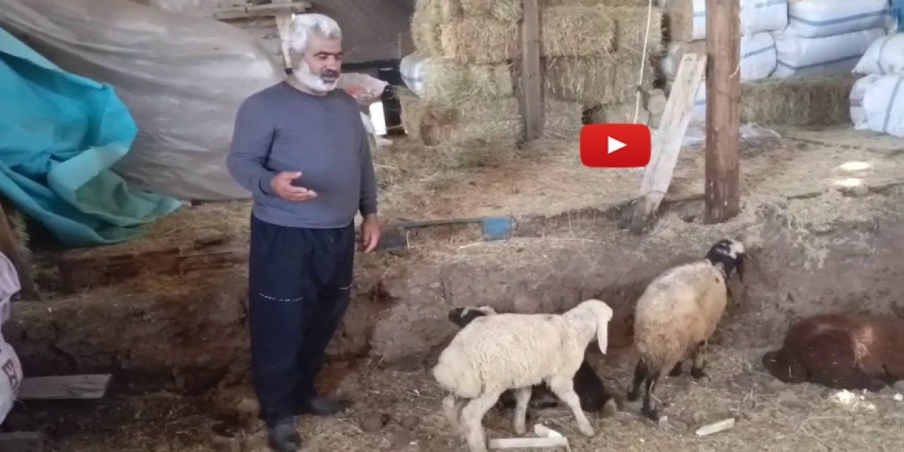 Kurtlar ağıla girdi... Zarar büyük