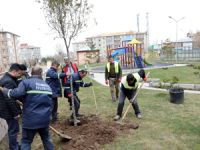 PALANDÖKEN DE BİNLERCE FİDAN TOPRAKLA BULUŞUYOR