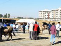 BÜYÜKŞEHİR KURBAN BAYRAMI’NA HAZIR