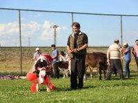 3. Geleneksel Çermik Festivalinde Erzurum’un en güzel buzağıları yarıştı