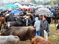 Erzurum'da Şap karantinası...