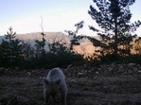 Ormana yerleştirilen fotokapana belgesellik görüntüler yakalandı