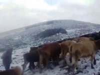 Doğu’da yüksek kesimlerde kar yağışı etkili oldu