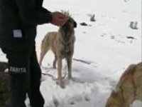 İşkence edilen sokak köpeklerine zabıtalar sahip çıktı