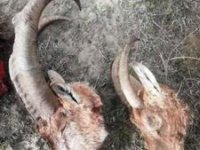Erzurum'da kaçak dağ keçisi avı yapan şahıslar suçüstü yakalandı