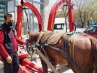 Erzurum’da dörtnala koşan at, trafiği birbirine kattı