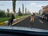 Karayoluna çıkan başıboş eşek ve yavrusu sürücülere zor anlar yaşattı