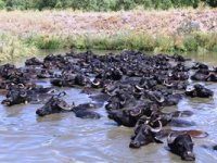 Mandaların göl içindeki keyifli hali Afrika belgesellerini aratmadı